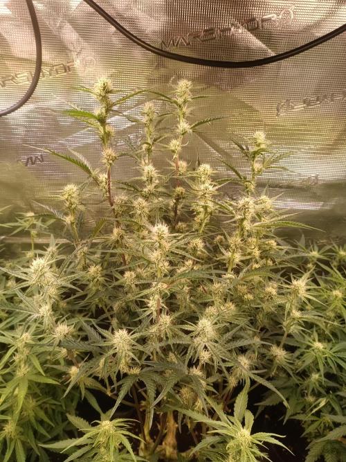 Purple People Eater Auto. Week 6