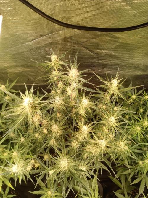 Purple People Eater Auto. Week 6