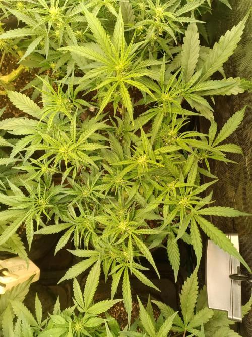 Purple People Eater Auto. Week 6