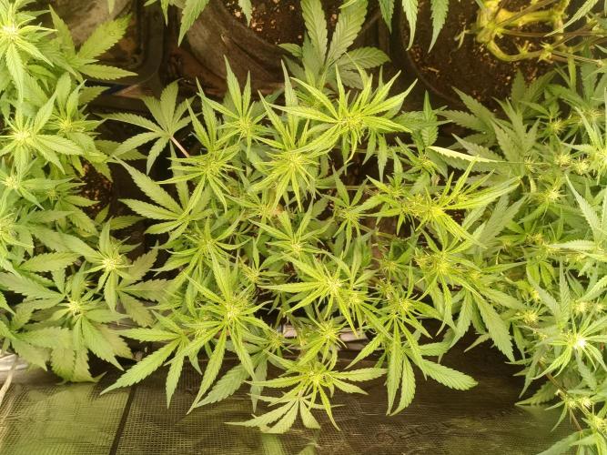 Purple People Eater Auto. Week 6