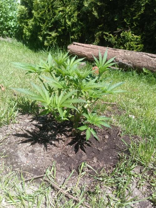 Fat-Bastard Outdoor 🥦👨‍🌾🐝. Week 7