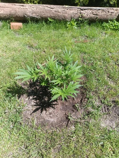 Fat-Bastard Outdoor 🥦👨‍🌾🐝. Week 7
