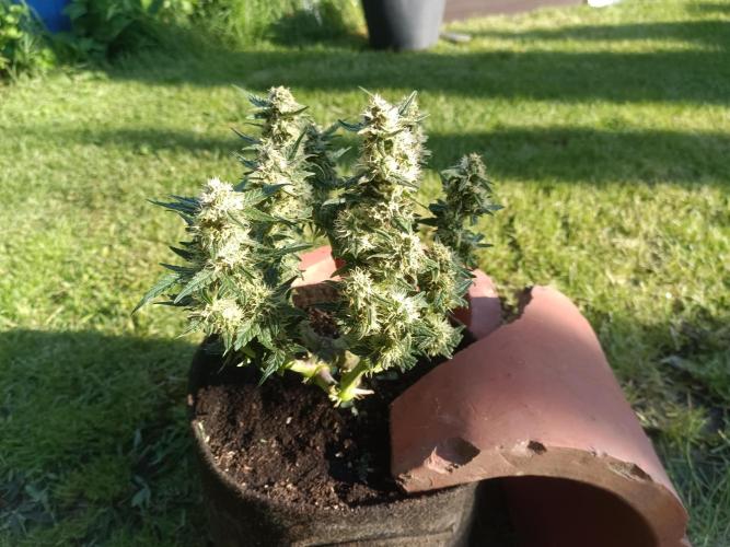 Dankberry Outdoor 🥦👨‍🌾🐝. Week 7