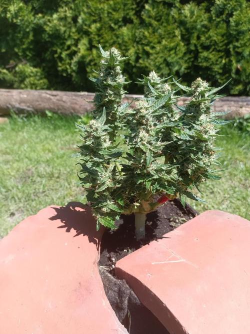 Dankberry Outdoor 🥦👨‍🌾🐝. Week 7