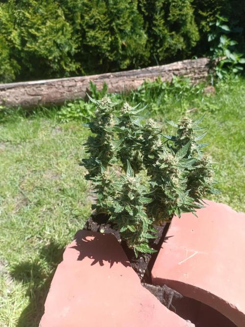 Dankberry Outdoor 🥦👨‍🌾🐝. Week 7