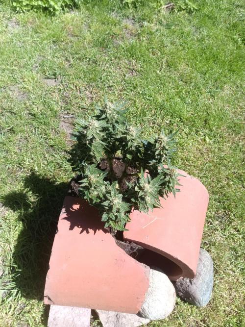 Dankberry Outdoor 🥦👨‍🌾🐝. Week 7