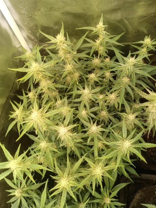 Dankberry Auto-Deep Pots, Full Potential. Week 7