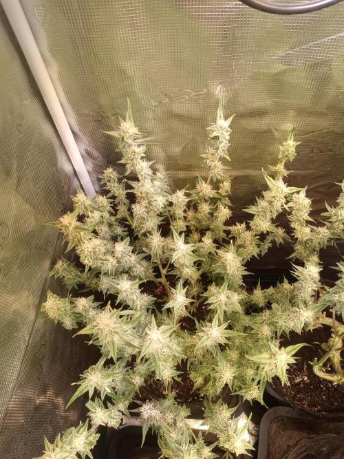 Dankberry Auto-Deep Pots, Full Potential. Week 7