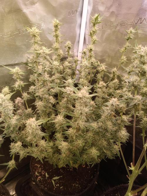 Dankberry Auto-Deep Pots, Full Potential. Week 7