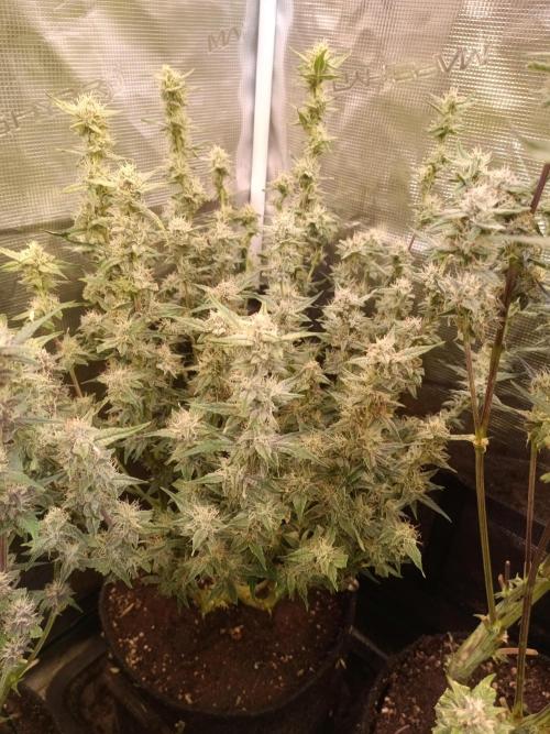 Dankberry Auto-Deep Pots, Full Potential. Week 7