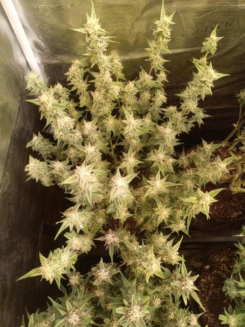 Dankberry Auto-Deep Pots, Full Potential. Week 7