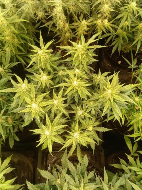 Dankberry Auto-Deep Pots, Full Potential. Week 7