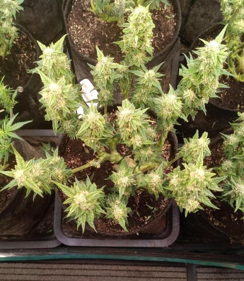 Dankberry Auto-Deep Pots, Full Potential. Week 7