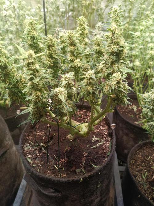 Dankberry Auto-Deep Pots, Full Potential. Week 7