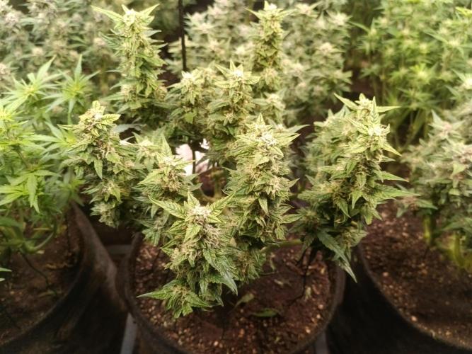 Dankberry Auto-Deep Pots, Full Potential. Week 7