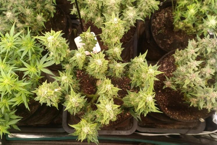 Dankberry Auto-Deep Pots, Full Potential. Week 7