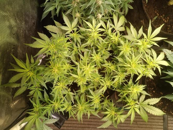Dankberry Auto-Deep Pots, Full Potential. Week 7