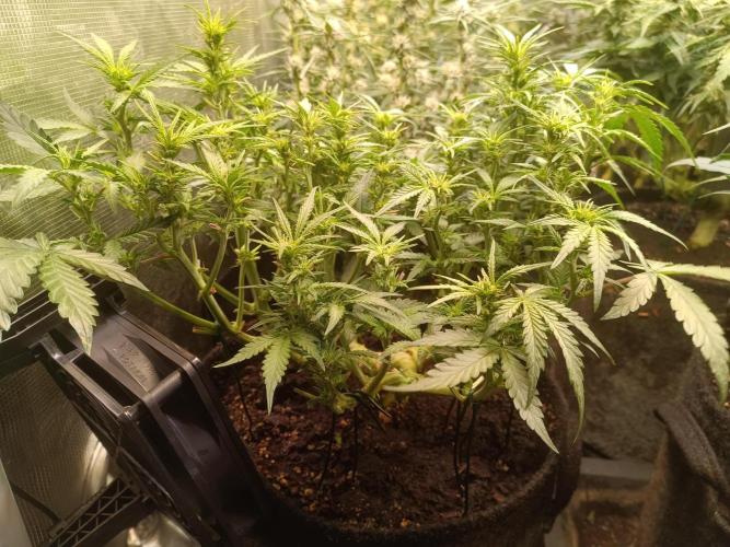 Dankberry Auto-Deep Pots, Full Potential. Week 7