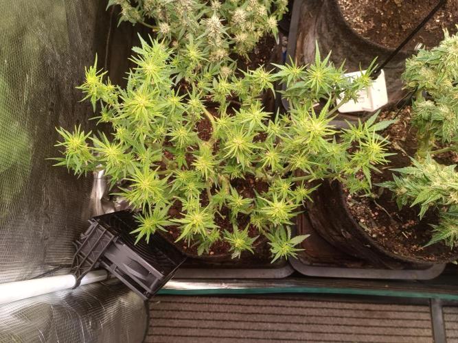 Dankberry Auto-Deep Pots, Full Potential. Week 7