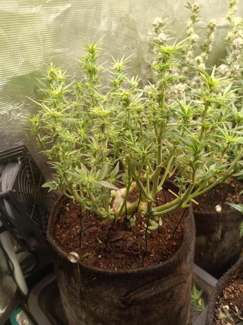 Dankberry Auto-Deep Pots, Full Potential. Week 7
