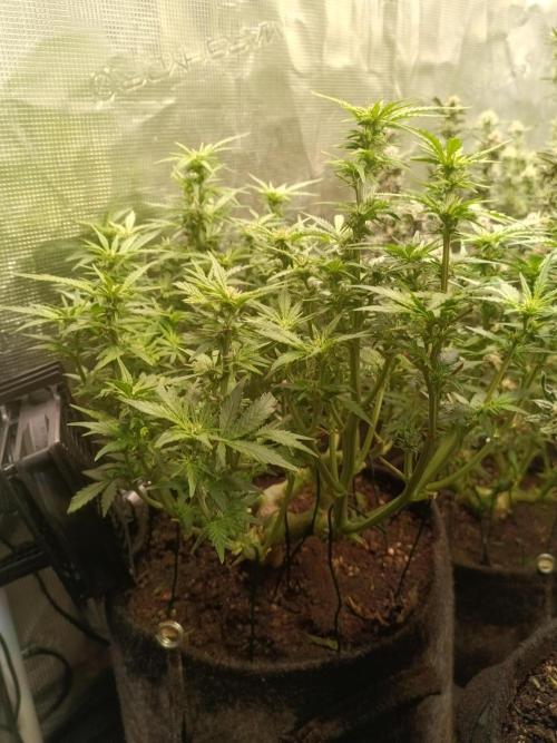 Dankberry Auto-Deep Pots, Full Potential. Week 7