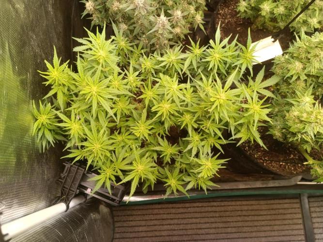 Dankberry Auto-Deep Pots, Full Potential. Week 7
