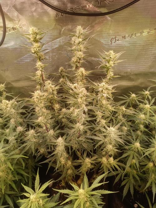 Purple People Eater Auto. Week 7
