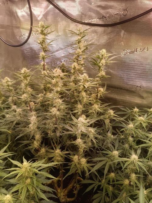 Purple People Eater Auto. Week 7