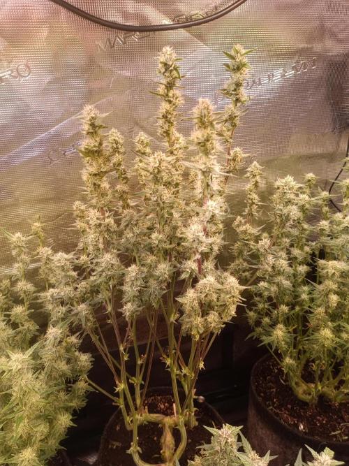 Purple People Eater Auto. Week 7