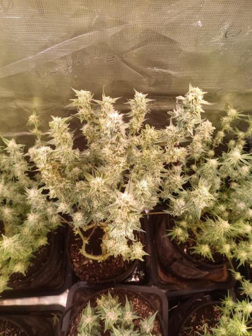 Purple People Eater Auto. Week 7