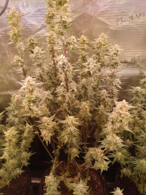 Purple People Eater Auto. Week 7