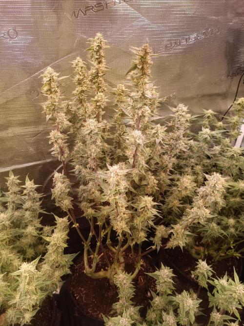 Purple People Eater Auto. Week 7