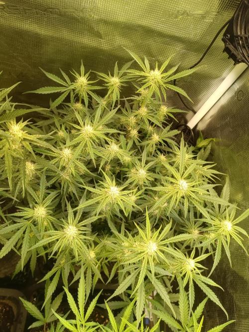 Purple People Eater Auto. Week 7