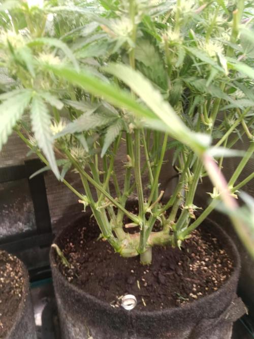 Purple People Eater Auto. Week 7