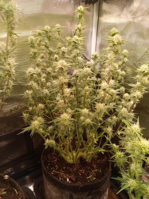 Purple People Eater Auto. Week 7