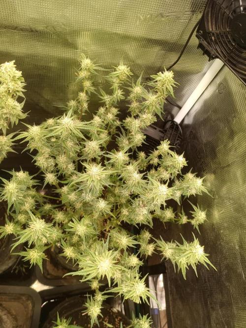 Purple People Eater Auto. Week 7