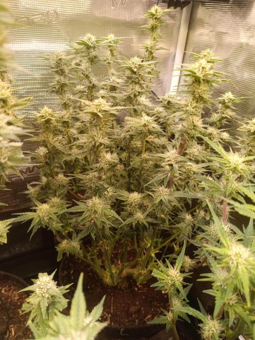 Purple People Eater Auto. Week 7