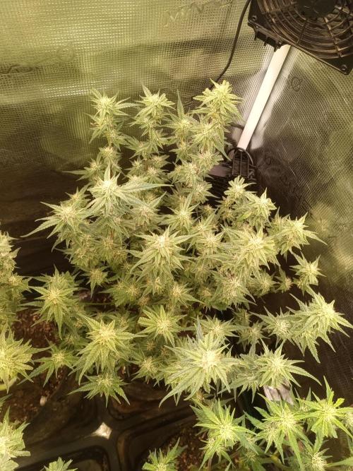 Purple People Eater Auto. Week 7
