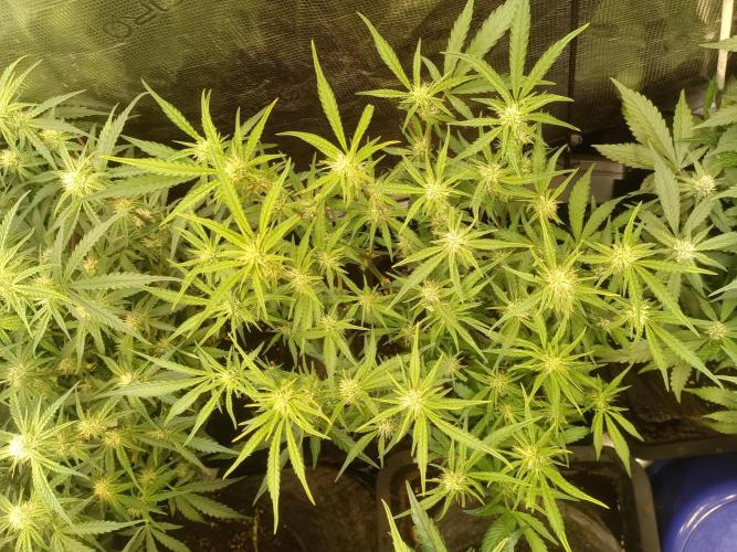 Purple People Eater Auto. Week 7