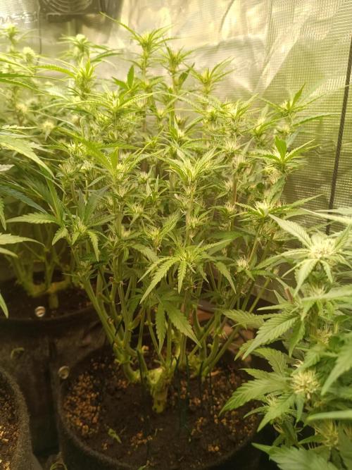 Purple People Eater Auto. Week 7