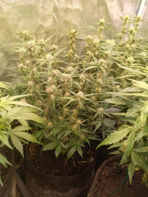 Lemon Cherry Cookies Auto. Week 7