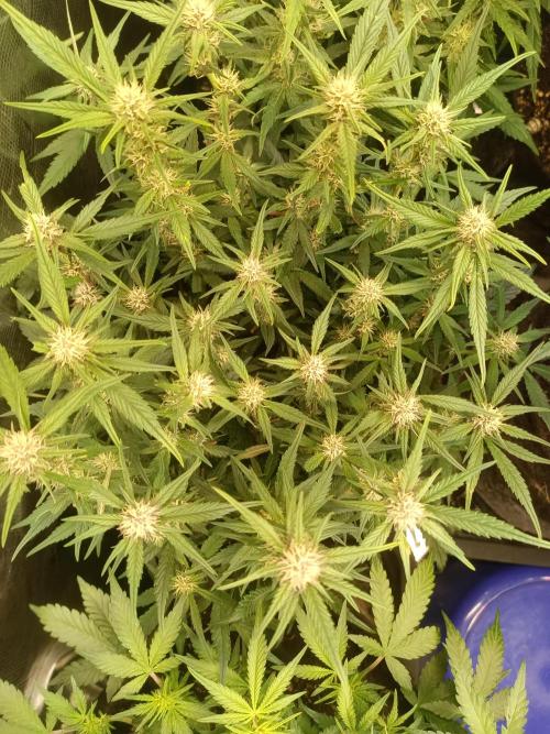 Lemon Cherry Cookies Auto. Week 7