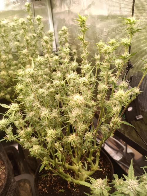 Purple People Eater Auto. Week 7