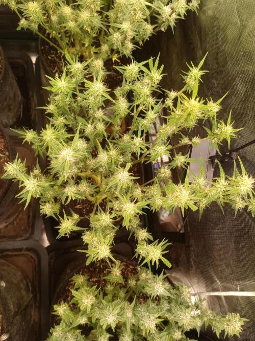 Purple People Eater Auto. Week 7