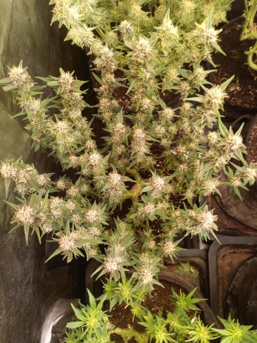 Lemon Cherry Cookies Auto. Week 7