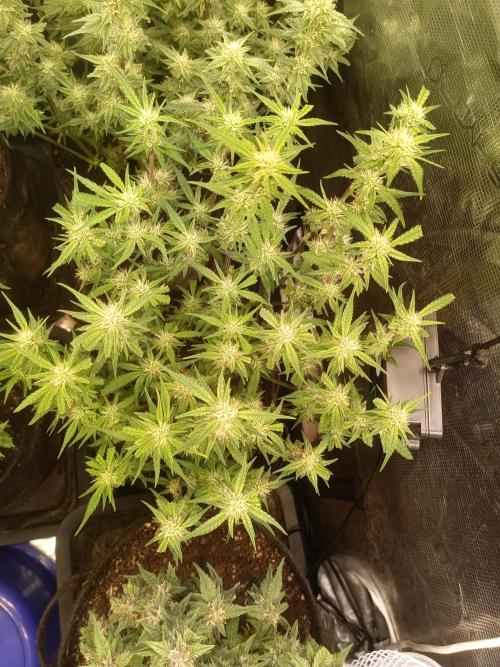 Purple People Eater Auto. Week 7