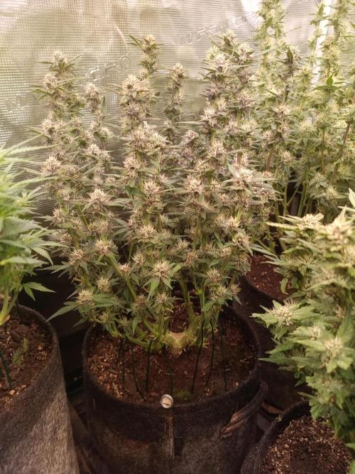 Lemon Cherry Cookies Auto. Week 7