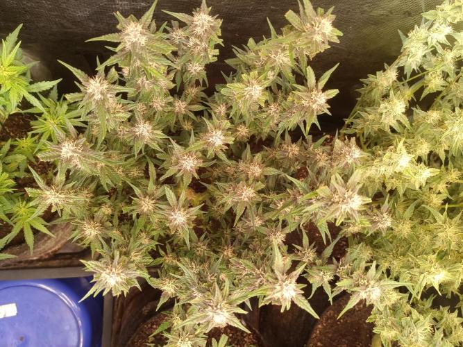 Lemon Cherry Cookies Auto. Week 7