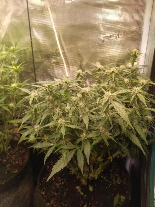 Lemon Cherry Cookies Auto. Week 7