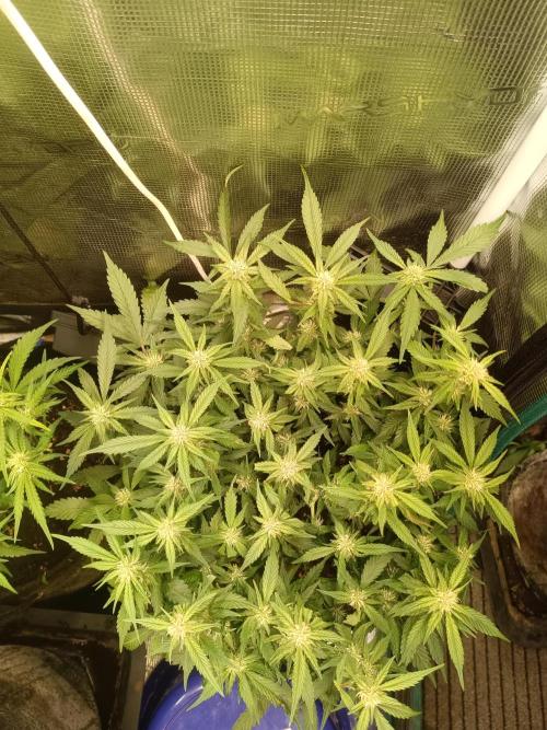 Lemon Cherry Cookies Auto. Week 7